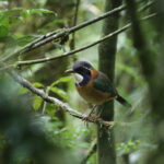 Pitta-like Ground Roller (image by Trevor Ellery)