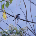 Piura Chat-Tyrant (image by Leonardo Garrigues)