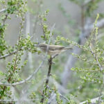 Plain Leaf Warbler (image by Garry Taylor)