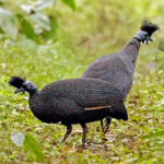 Plumed Guineafowl (image by Phillip Edwards)