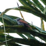 Point-tailed Palmcreeper (image by Leonardo Garrigues)