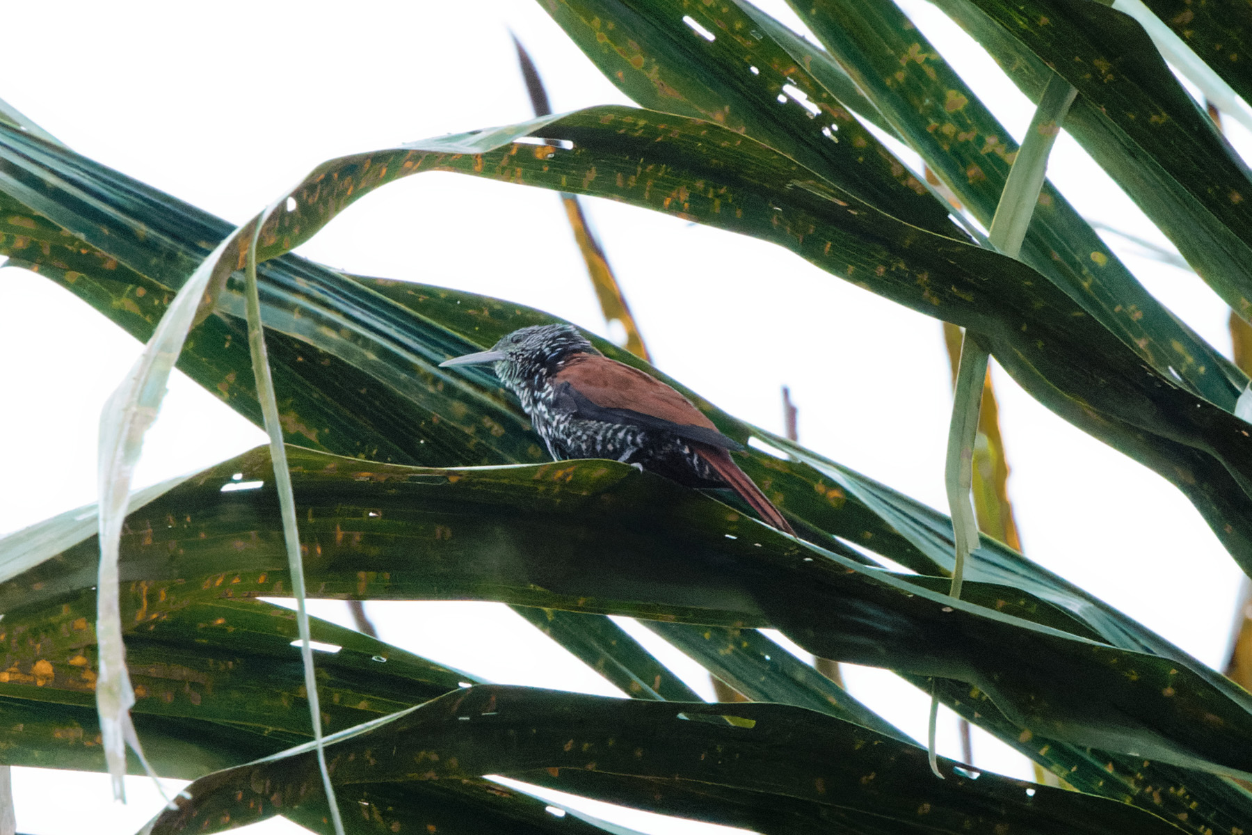 Point-tailed Palmcreeper (image by Leonardo Garrigues)