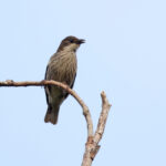 Polynesian Starling, Viti Levu, Fiji (image by János Oláh)
