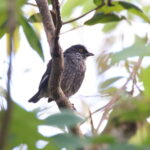 Polynesian Starling, of the West-Samoan race brevirostris (image by János Oláh)