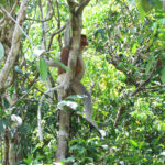 Proboscis Monkey (image by Yeo Siew Teck)