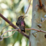 Purple-backed Sunbeam (image by Leonardo Garrigues)