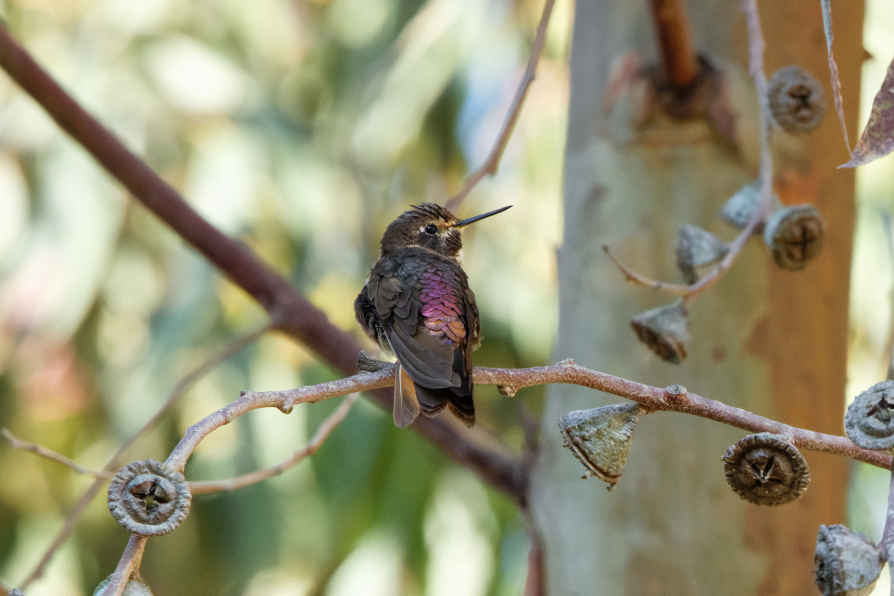 Purple-backed Sunbeam (image by Leonardo Garrigues)