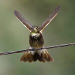 Purple-backed Sunbeam (image by Leonardo Garrigues)