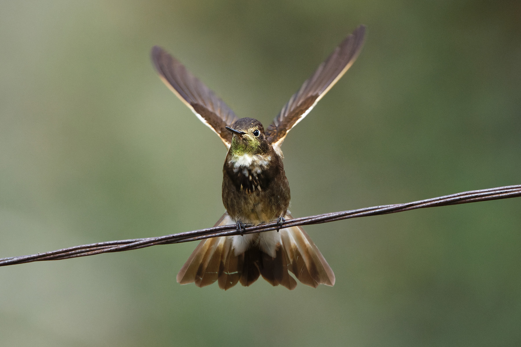 Purple-backed Sunbeam (image by Leonardo Garrigues)