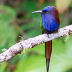 Purple-bearded Bee-eater (image by Andrew Wilson)
