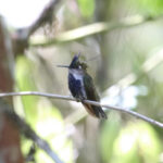 Purple-crowned Plovercrest (image by Fito Downs)