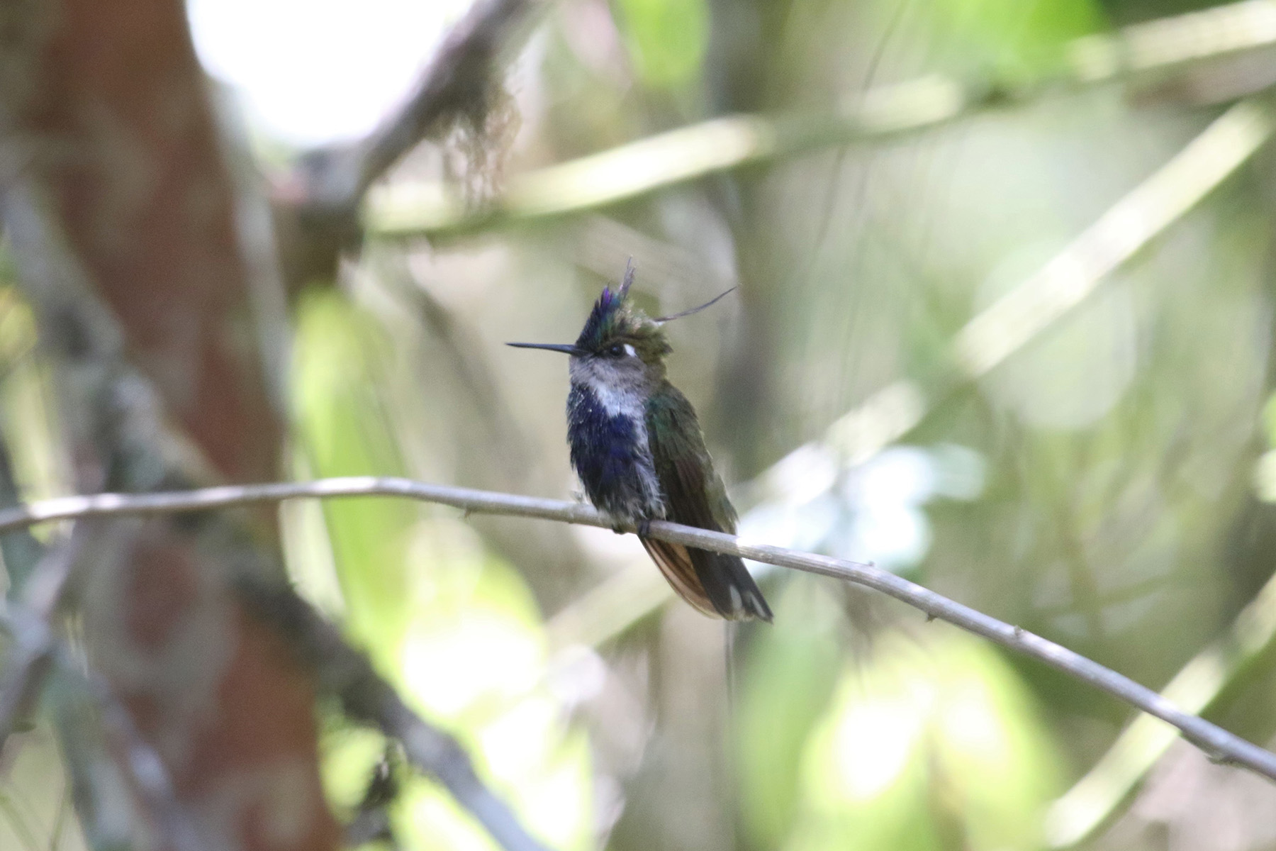 Purple-crowned Plovercrest (image by Fito Downs)