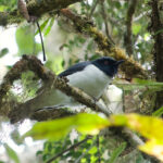 Pygmy Cuckooshrike (image by Craig Robson)