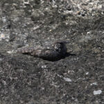 Pygmy Nightjar (image by Fito Downs)