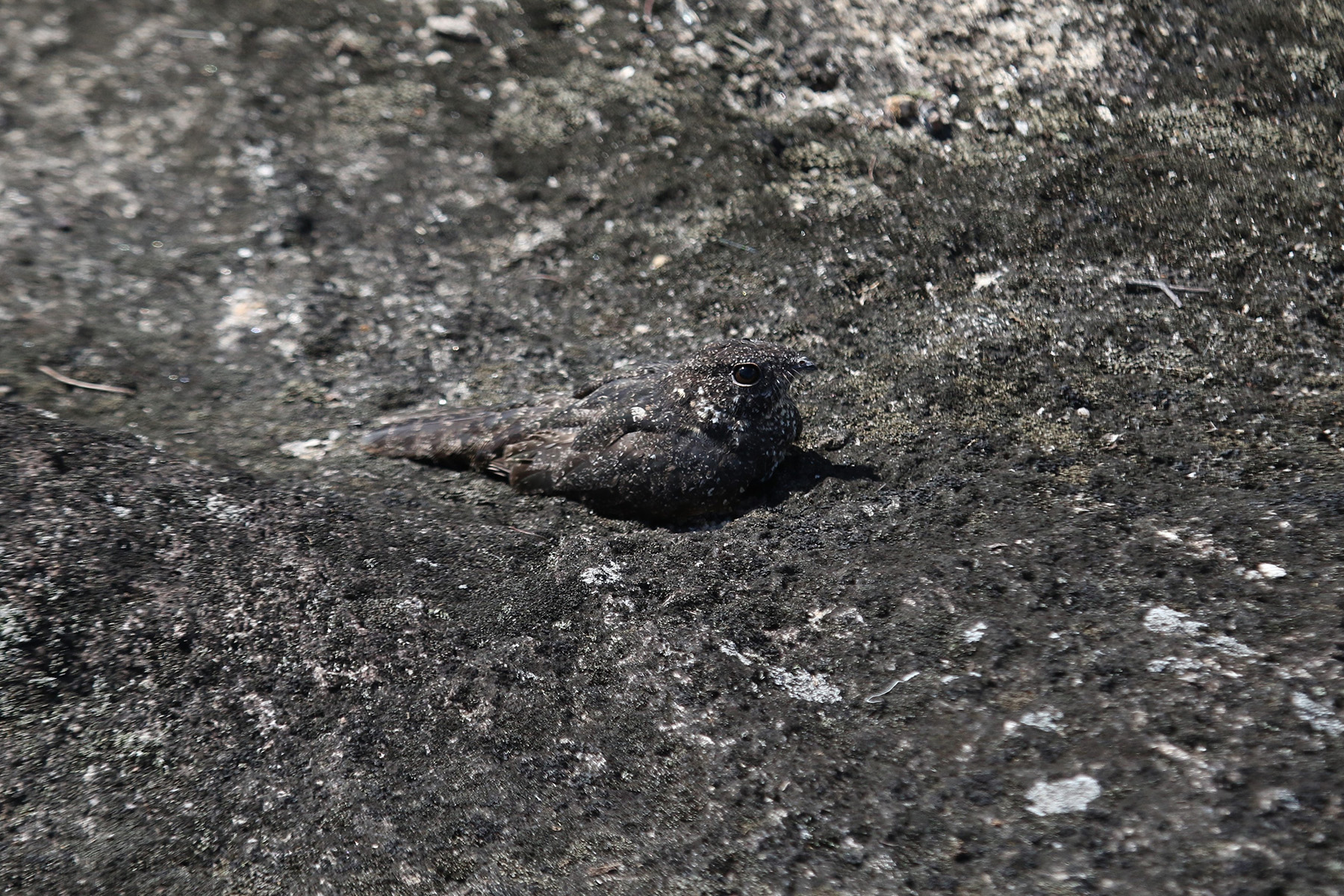 Pygmy Nightjar (image by Fito Downs)