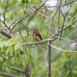 Least Pygmy Owl (image by Fito Downs)