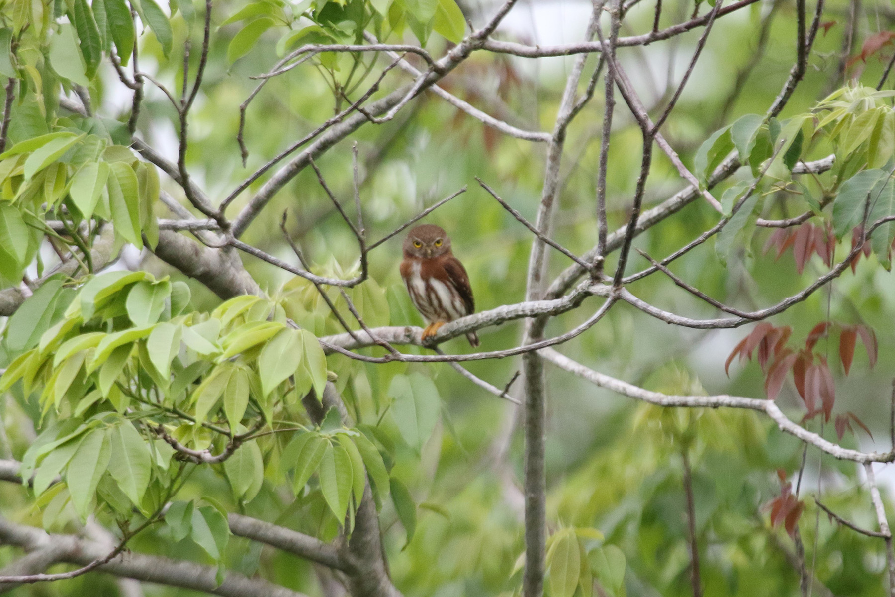 Least Pygmy Owl (image by Fito Downs)