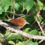 Raffles's Malkoha (image by Yeo Siew Teck)