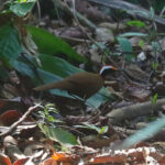 Rail-babbler (image by Wayne Paes)