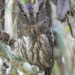 Rainforest Scops Owl (image by Trevor Ellery)