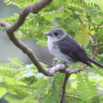 adult Rarotonga Monarch (image by János Oláh)