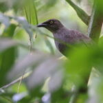 Rarotonga Starling (image by János Oláh)