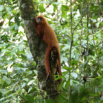 Red Leaf Monkey (image by Yeo Siew Teck)