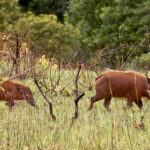 Red River Hogs (image by Phillip Edwards)