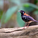 Red-backed Thrush (image by Andrew Wilson)
