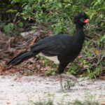 Red-billed Curassow (image by Fito Downs)