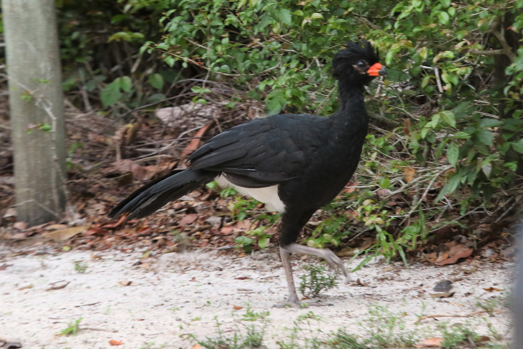 Red-billed Curassow (image by Fito Downs)