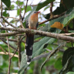 Red-billed Malkoha (image by Yeo Siew Teck)