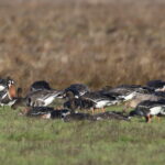 Red-breasted Goose amongst the other species (image by János Oláh)