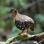 Red-breasted Partridge (image by Yeo Siew Teck)