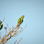 Red-browed Amazon (image by Fito Downs)