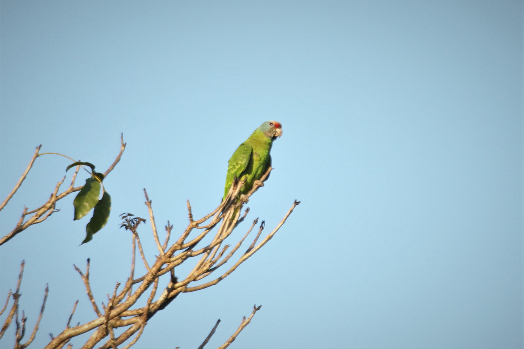 Red-browed Amazon (image by Fito Downs)