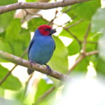 Red-headed Parrotfinch, Samoa (image by János Oláh)
