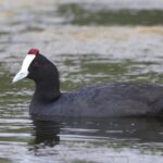 Red-knobbed Coot (image by Hannu Jännes)