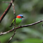Red-necked Tanager (image by Fito Downs)