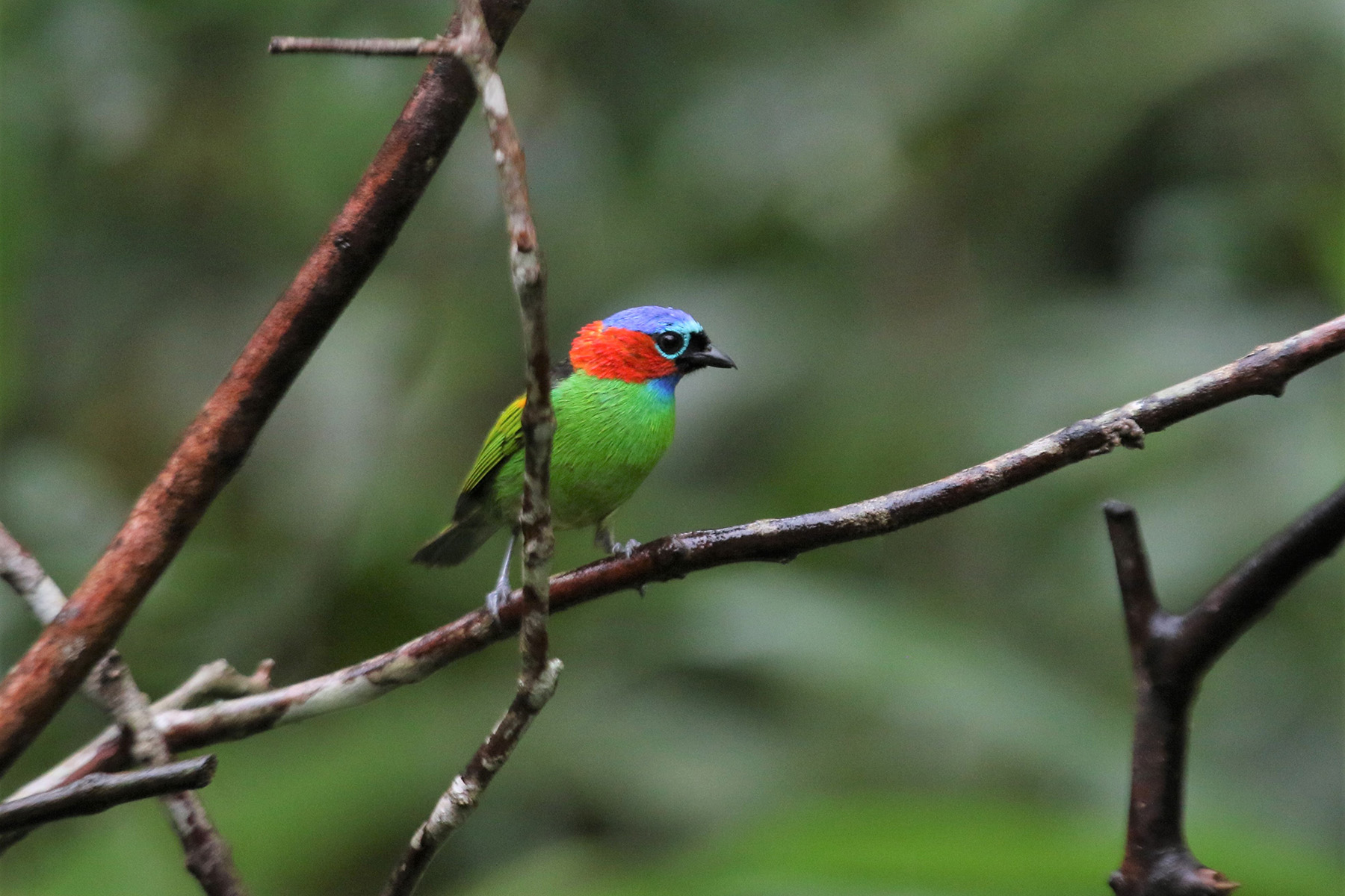 Red-necked Tanager (image by Fito Downs)