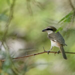Red-tailed Shrike (image by Garry Taylor)