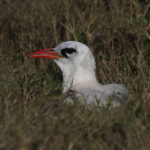 Red-tailed Tropicbird (image by Trevor Ellery)
