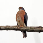 Red-thighed Sparrowhawk (image by Phillip Edwards)