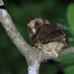 Reddish Scops Owl (image by Yeo Siew Teck)