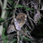 Reddish Scops Owl (image by Yeo Siew Teck)