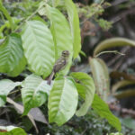 Restinga Tyrannulet (image by Fito Downs)