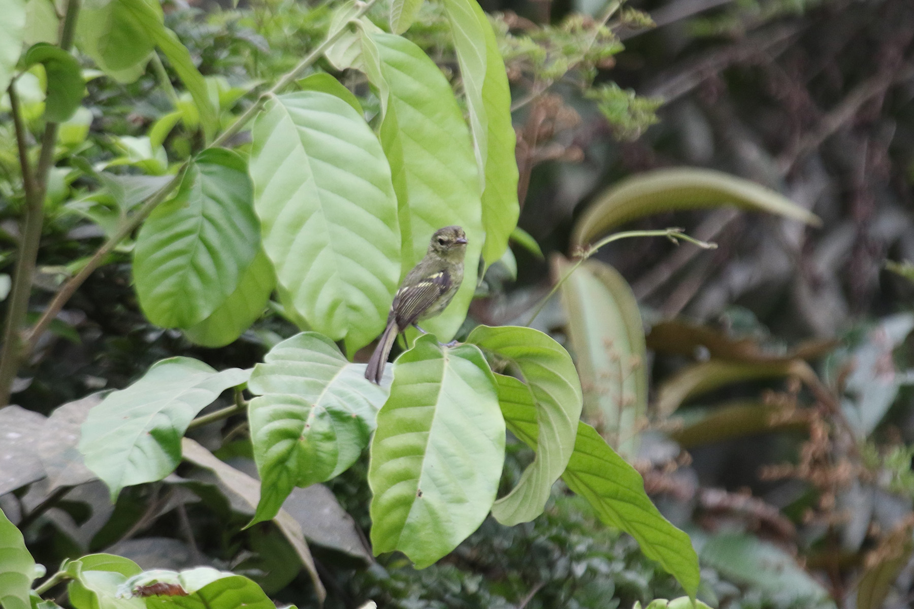 Restinga Tyrannulet (image by Fito Downs)