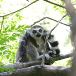 Ring-tailed Lemur (image by Trevor Ellery)