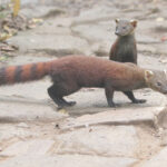 Ring-tailed Vontsiras (image by Trevor Ellery)