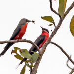 Rosy Bee-eaters (image by Phillip Edwards)